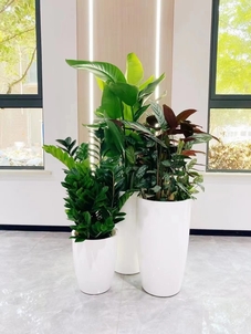 宁波花卉租摆哪家好